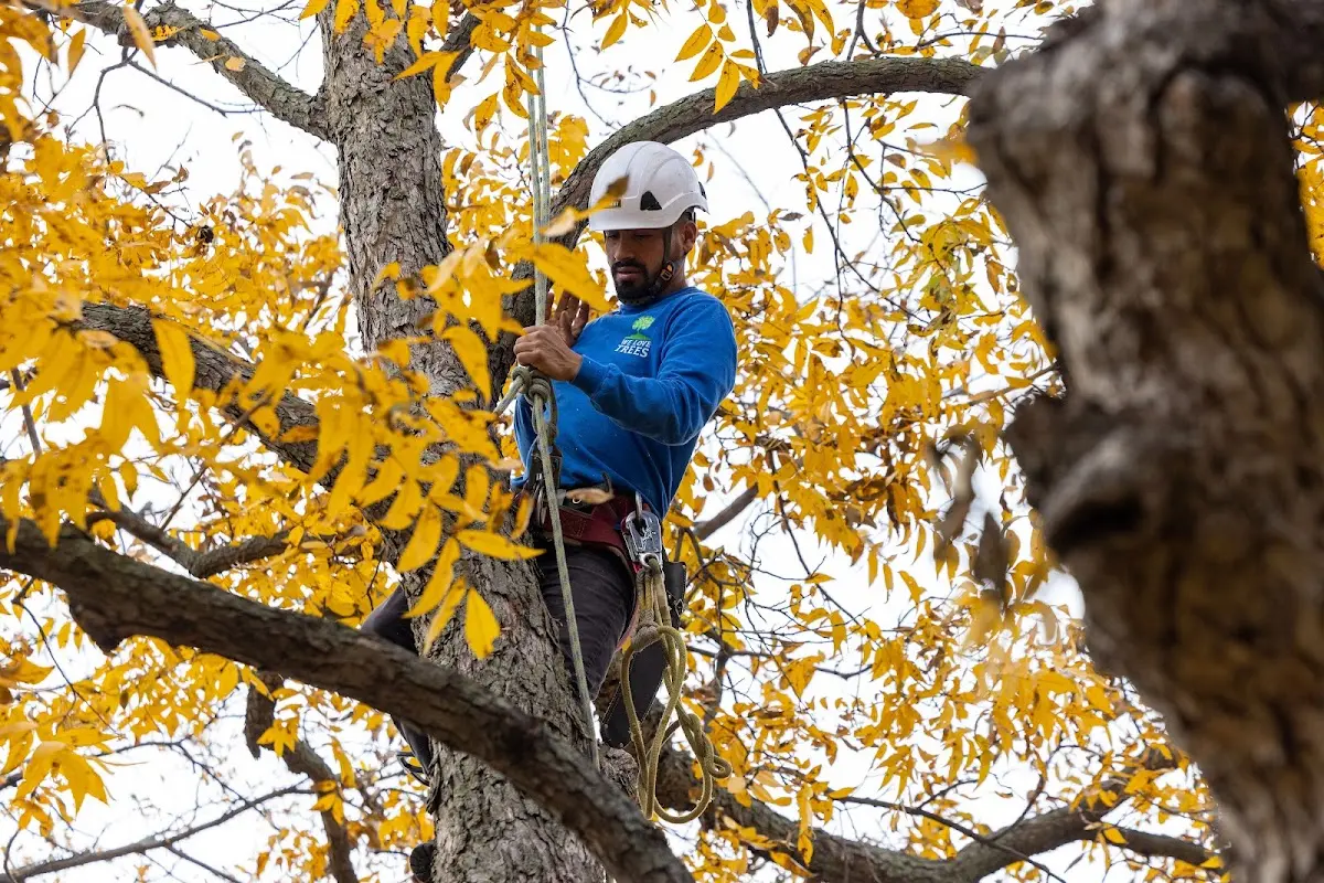 Skilled Tree Pruning crew working in Franconia